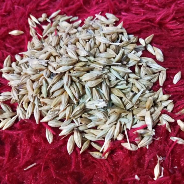 Natural Jau Barley JAV for Pooja Rituals JAUN Jau navratri puja