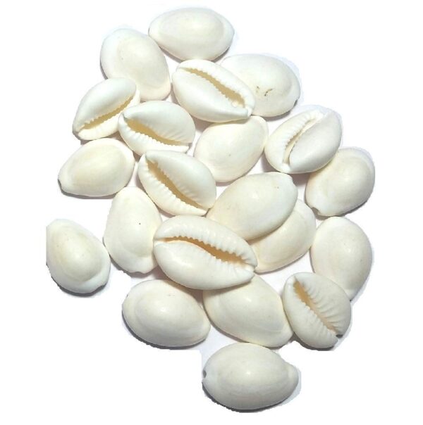 White Cowrie Kaudi Kawri Kori Sea Shell For Puja buy
