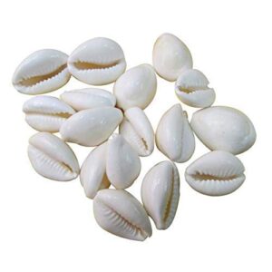 White CowrieKaudiKawriKori Sea Shell For PujWhite Cowrie Kaudi Kawri Kori Sea Shell For Puja buya buy